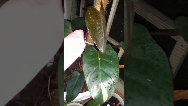 Philodendron Pink Princess смотреть онлайн