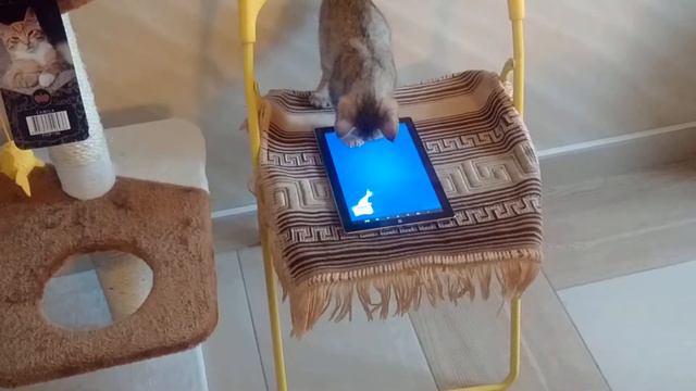 Pixiebob WILDCATOFMOSCOW девочка 3 мес смотреть онлайн