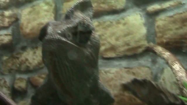 Николаевский зоопарк Террариум Земноводные Пресмыкающиеся смотреть онлайн