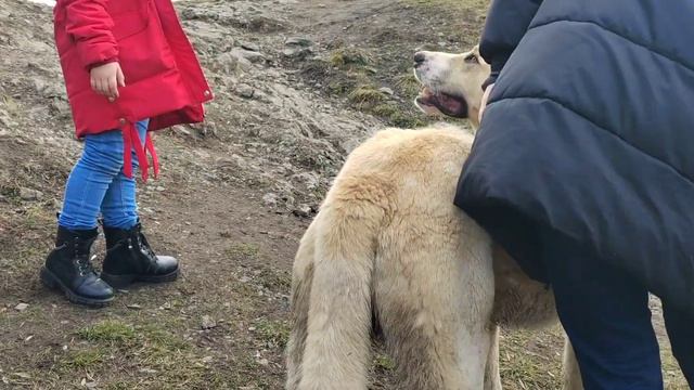 путешествия по горам Домбая/местный заповедник/храм/веселуха в дороге смотреть онлайн