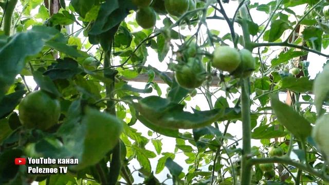 НЕВЕРОЯТНО КРАСИВЫЙ И ВКУСНЫЙ ТИГРОВЫЙ СОРТ ТОМАТОВ смотреть онлайн