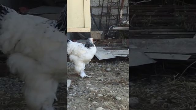 Самые красивые породы кур, светлая и палевая брама, мое хозяйство, Light brahma, yellow brahma смотреть онлайн
