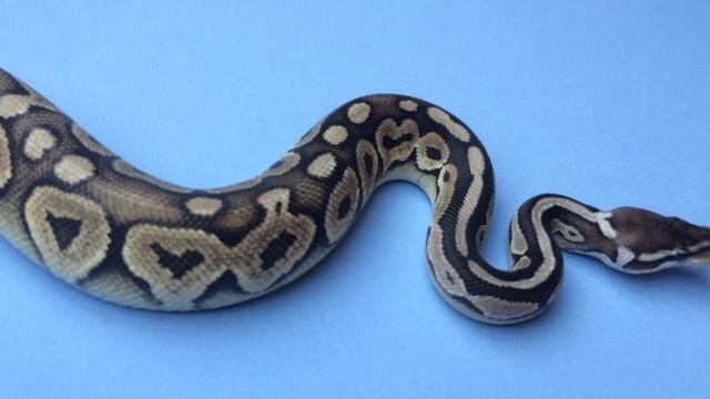 Королевский питон морфы Пьюттер (Циннамон Лемон Пастель, самка 2015 смотреть онлайн