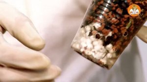 НЕВЕРОЯТНАЯ Каттлея - Солнечный ДРАКОН ! Пересадка Детки Каттлеи.