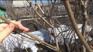 Обрезка сирени и формирование куста