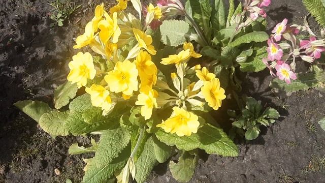 Сонечко ?Ура ! #нарциси #примули #кандик #erytronium #собачийзуб #морозники #helleborus #київ2023 смотреть онлайн