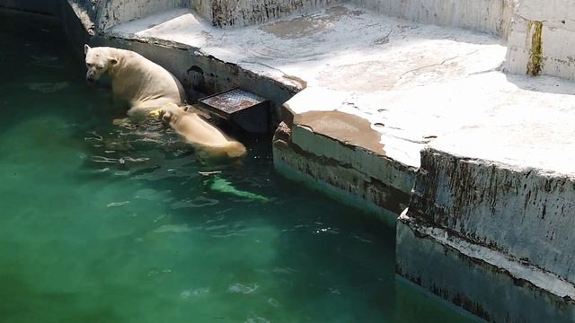 ホッキョクグマのスキンシップ💗イっちゃんママとホウちゃん【天王寺動物園】 смотреть онлайн