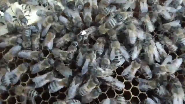 Подсадка плодной матки в безматочную семью. смотреть онлайн