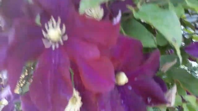 #сад #клематис / Клематиса Варшавская Найк ( лат. clematis Warszawska Nike). Особенности ухода смотреть онлайн