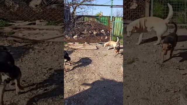 У нас сегодня +24 в тени вечером! 4 мая 2023. смотреть онлайн