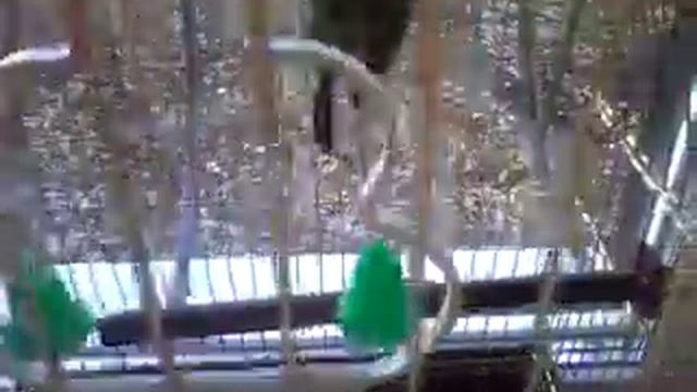 Как выглядит обычный волнистый попугай смотреть онлайн