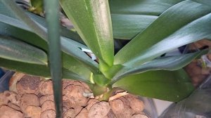 Как растет цветонос у орхидеи фаленопсис. часть 1