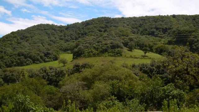 Grito verde (Fernando Cuello) смотреть онлайн