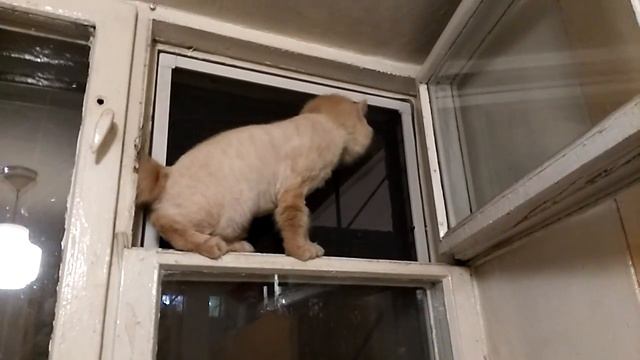 "Эй коты, где вы там? Я вам тут пою" или побег кошки из дома))) смотреть онлайн