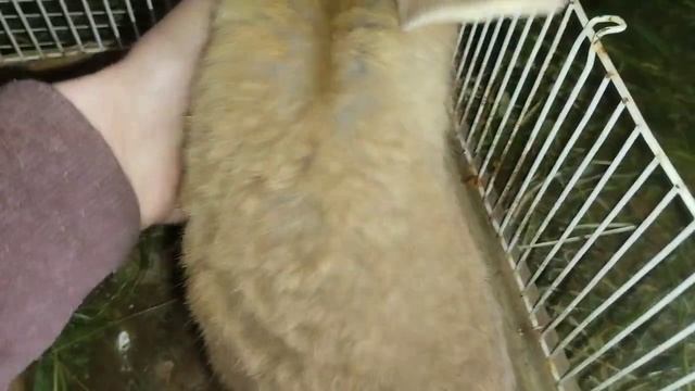 ОБЗОР крольчат?Какие крольчата остаются на развод? Имена для кроликов! #врек #кролики_разведение смотреть онлайн