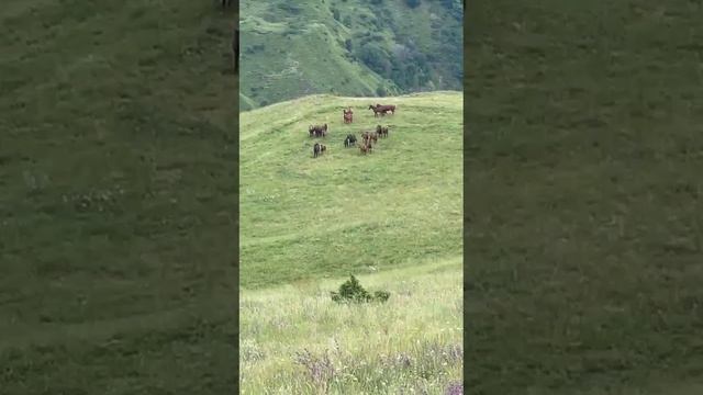 природа муккукьа смотреть онлайн