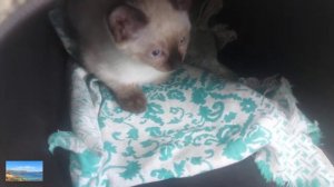 Делаем котенку первую прививку