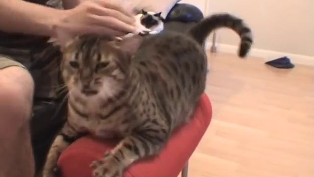 Tia Bongo Cat 1 смотреть онлайн