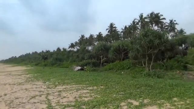 Шри Ланка.Bentota Beach,Sri Lanka,ROY VILLA.БЕНТОТА пляж