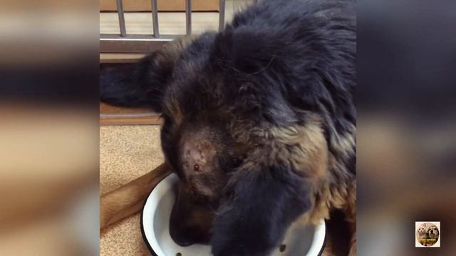 VLOG| Спасение собак| Бетти в клинике| Приют Дружок Липецк| Dog rescue| Betty's at the clinic смотреть онлайн