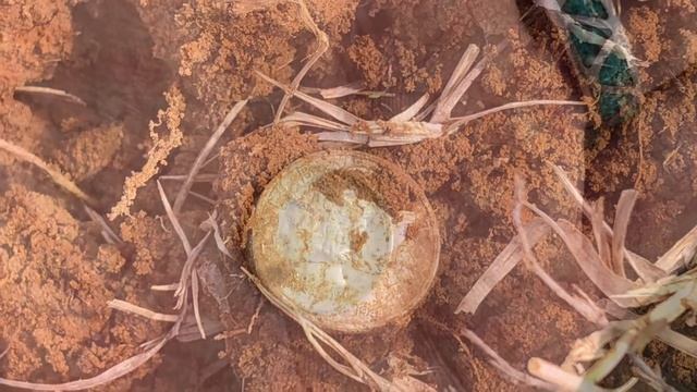 Garrett ACE 250 Review HUNT- CHECK OUT what i found on my FIRST TIME OUT with this machine!!! смотреть онлайн