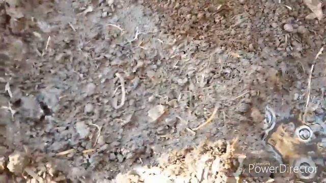 Подготовка гладиолусов к посадке. смотреть онлайн