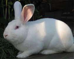 Пару слов о породе кроликов Паннон и причины, почему я отказался от породы Калифорнийская