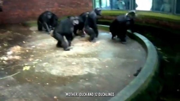 Monkey Tortures Baby's Monkey Untill it Dies