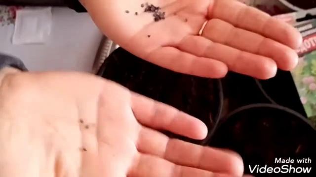 ПОСЕВ ЦВЕТОВ МИМОЗА, СКОБИОЗА, ГВОЗДИКА, ЛЕН, АСТРА. смотреть онлайн