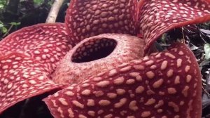 ✨Спокойной ночи, малыши✨ №102/2023 Чудеса природы