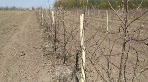 повреждения буйволовидной цикадкой и способы защиты