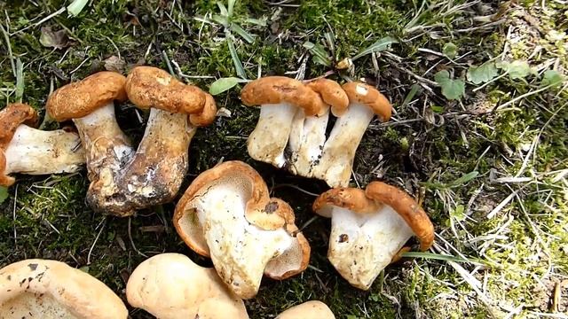 Ježevice - Hydnum rufescens i Hydnum repandum смотреть онлайн