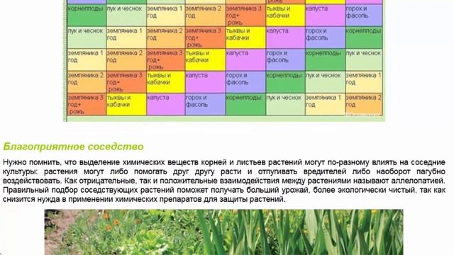 Правильный севооборот и совместимость растений смотреть онлайн