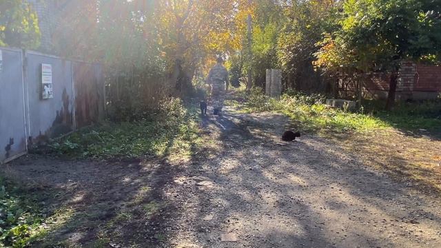 Дрессировка Питбуля с Котом смотреть онлайн