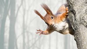 Смешные животные. Приколы с животными.mp4 смотреть онлайн