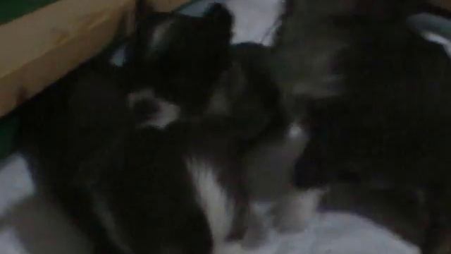 чихуахуа 1 месяц смотреть онлайн