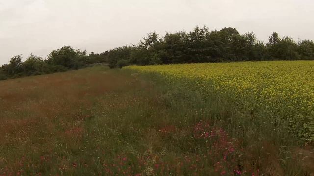 Кекс - улыбчивая собака. Прогулка / GoPro (Пекинес / pekinese) смотреть онлайн