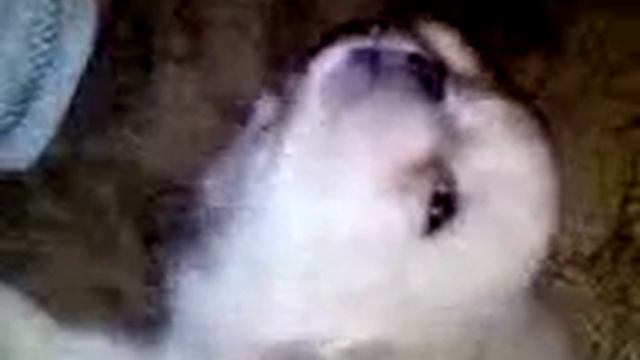 Смешная собака смотреть онлайн