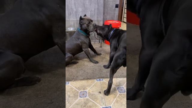 Трой и Талисман🙈#tttt #cane #canecorso #канекорсо #canecorsoitaliano #канекорсоитальяно смотреть онлайн