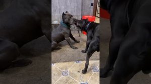 Трой и Талисман🙈#tttt #cane #canecorso #канекорсо #canecorsoitaliano #канекорсоитальяно