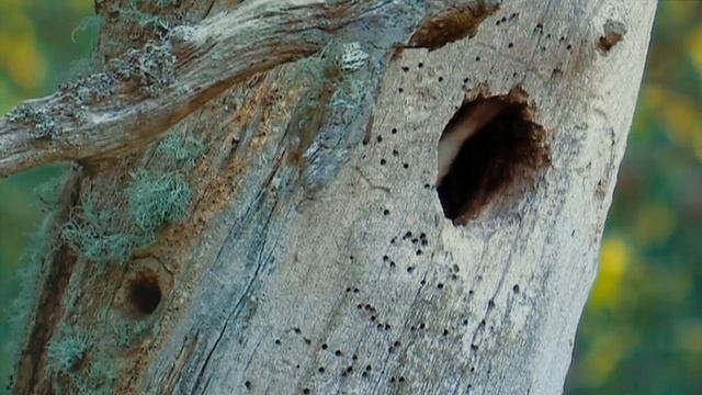 Гнезда птиц смотреть онлайн