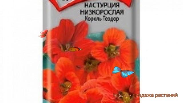 Настурция низкорослая Король Теодор ? обзор: как сажать, семена настурции Король Теодор смотреть онлайн