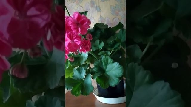 Survivor idols Rosalinda смотреть онлайн