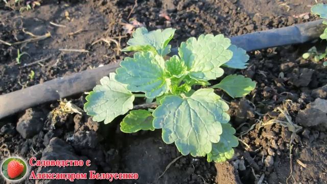 Обязательно посадите эти цветы у себя в саду! Ирландские колокольчики или Молюцелла ПОСАДКА УХОД смотреть онлайн