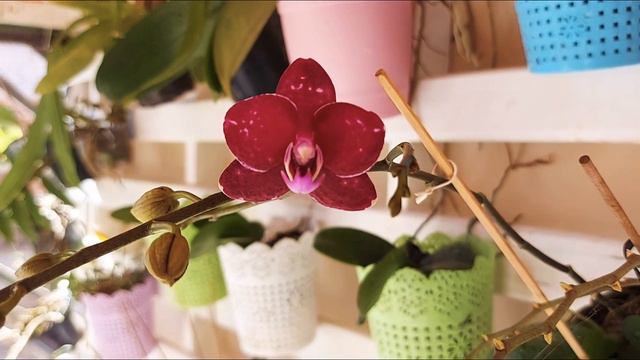 Tour pelas minhas plantas parte 3 - Cantinho das orquídeas 🥰🌸 смотреть онлайн