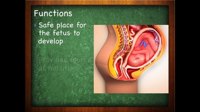 Female Reproductive System : The Uterus Of The Female Reproductive System (20:03) смотреть онлайн