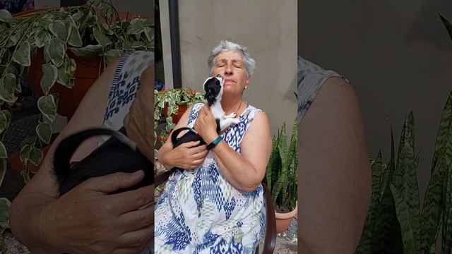 #зацеловала мини чихуахуа Нола Мажориковна продажа +79787458062 питомник Кастропуло #Крым смотреть онлайн