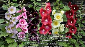 Когда сажать шток розу (выращивание из семян)