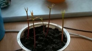 Как вырастить личи из косточки