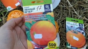 обзор ,,Солнышек ,,? томаты-? ,,званный вечер,, ,,южный загар,,топ модель,, и самородок.